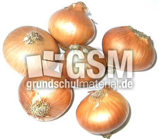 Zwiebeln-1x6.jpg